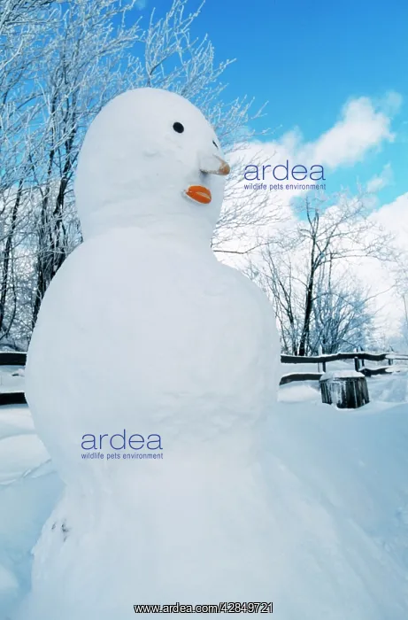 : SNOWMAN (Cuculus canorus) : SNOWMAN (Cuculus canorus)