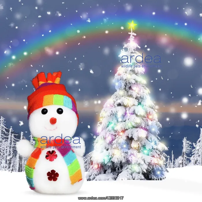 : Snowman and Christmas Tree with Christmas lights : Snowman and Christmas Tree with Christmas lights