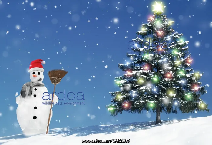 : Snowman and Christmas Tree with lights : Snowman and Christmas Tree with lights