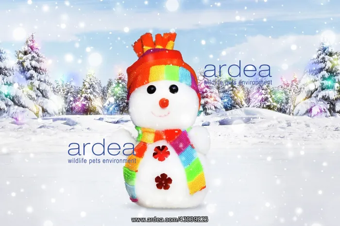 : Snowman in Christmas winter scene : Snowman in Christmas winter scene