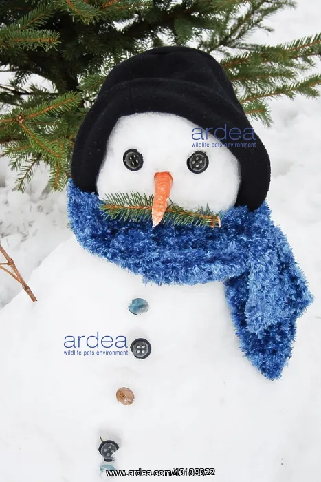 : Snowman with hat, scarf and carrot nose : Snowman with hat, scarf and carrot nose
