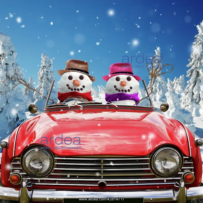 : Snowman - Mr & Mrs driving car through Christmas : Snowman - Mr & Mrs driving car through Christmas