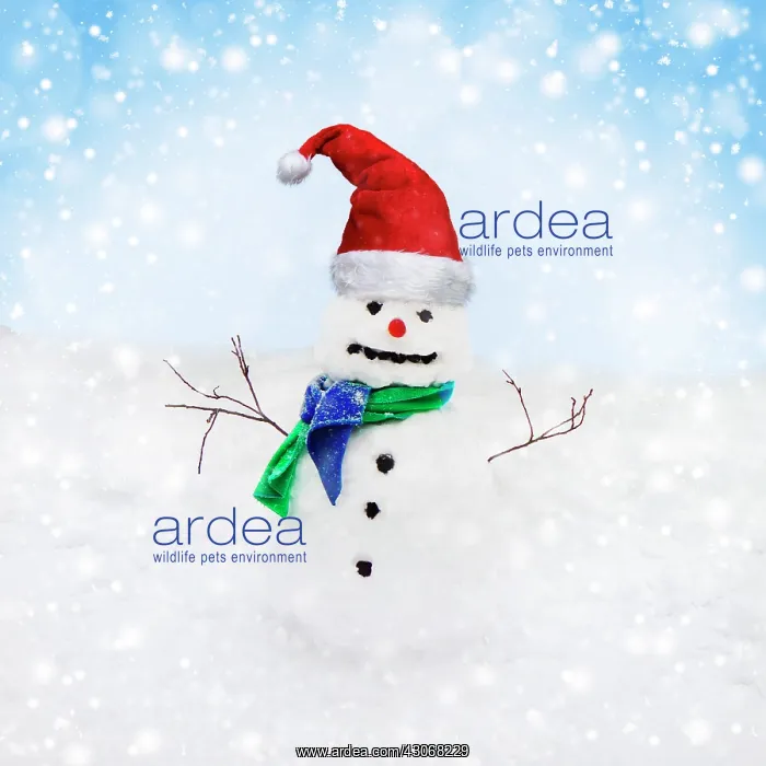 : Snowman - with scarf & Christmas hat in winter : Snowman - with scarf & Christmas hat in winter