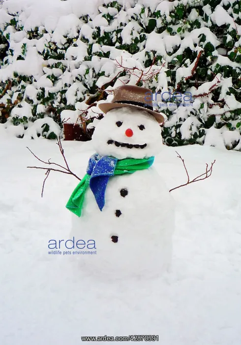 : Snowman - with scarf & hat in winter scene : Snowman - with scarf & hat in winter scene