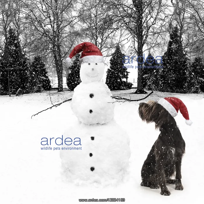  : Snowman wearing Christmas hat with German Wire-haired