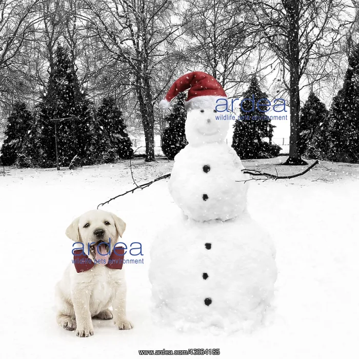 : Snowman wearing Christmas hat with Labrador puppy : Snowman wearing Christmas hat with Labrador puppy