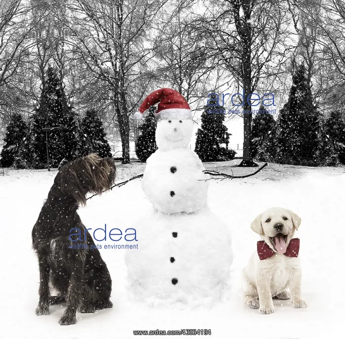  : Snowman wearing Christmas hat with Labrador puppy
