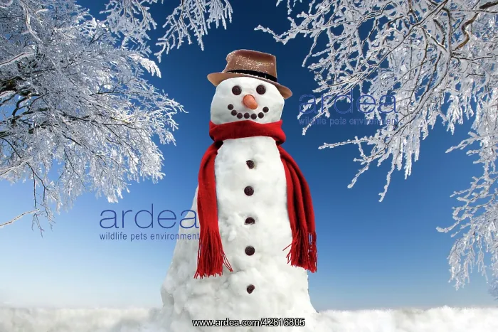  : Snowman - in winter snow