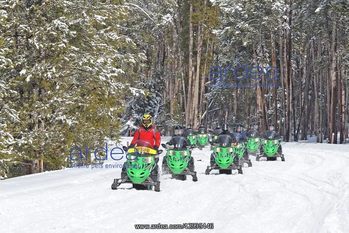 : Snowmobiles - in snow : Snowmobiles - in snow