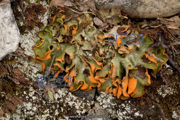: A snowpatch lichen : A snowpatch lichen