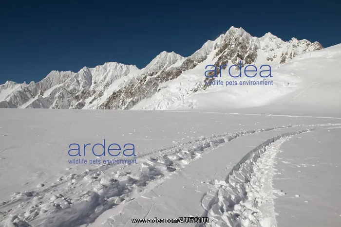 : Snowplane tracks : Snowplane tracks