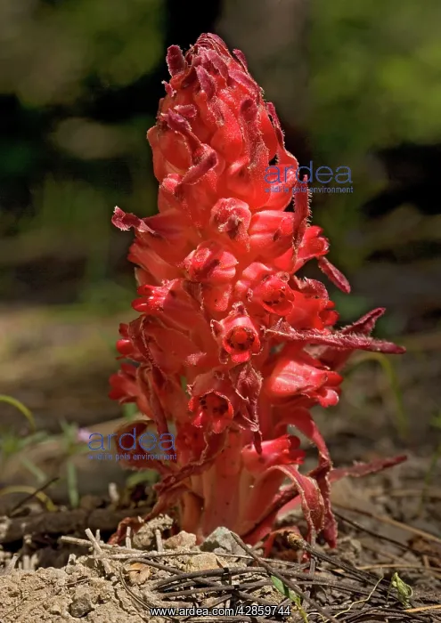 : Snowplant - in high Sierra forest : Snowplant - in high Sierra forest