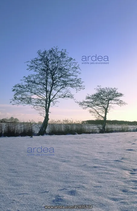 : Snowscene - grazing meadow with reed in dyke and Alder trees : Snowscene - grazing meadow with reed in dyke and Alder trees