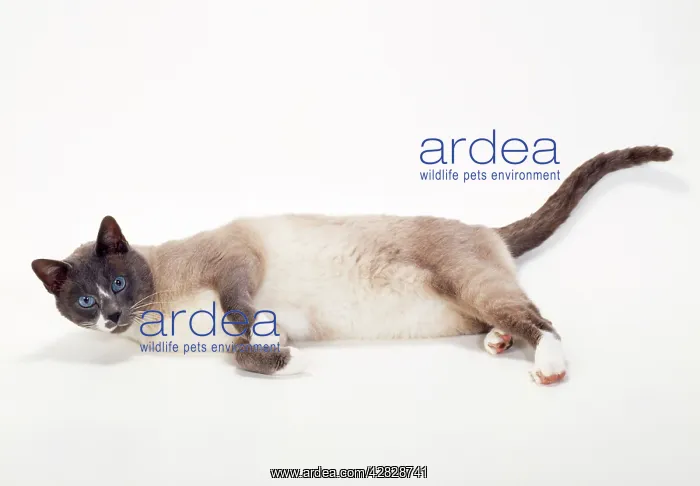 : Snowshoe - blue & White Point Cat : Snowshoe - blue & White Point Cat