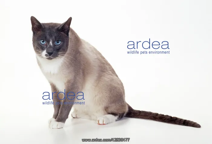 : Snowshoe - blue & White Point Cat : Snowshoe - blue & White Point Cat