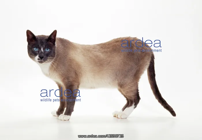 : Snowshoe - blue & White Point Cat : Snowshoe - blue & White Point Cat