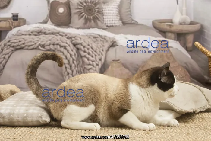  : Snowshoe cat indoors