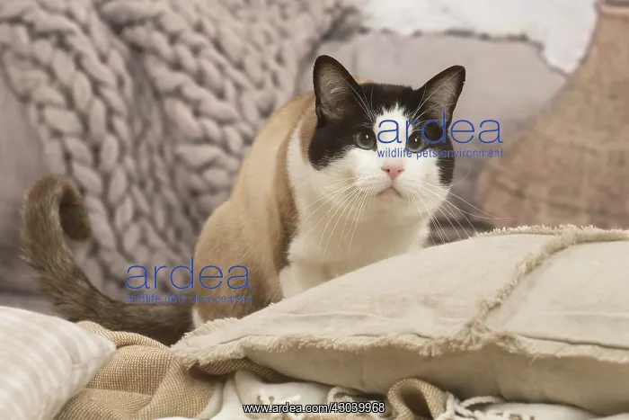  : Snowshoe cat indoors