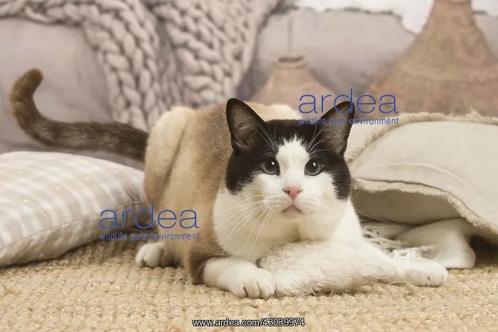  : Snowshoe cat indoors