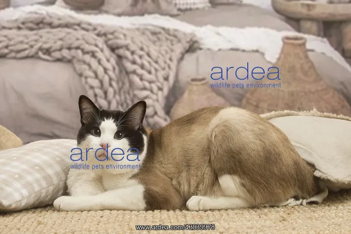  : Snowshoe cat indoors