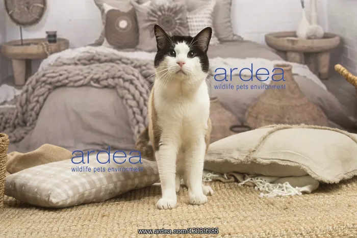  : Snowshoe cat indoors