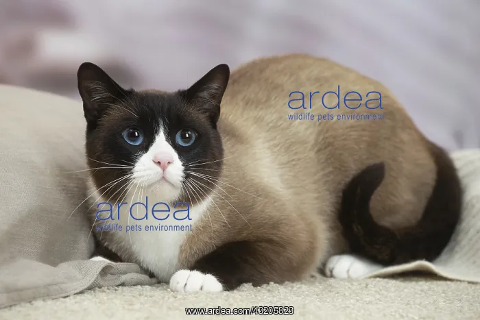 : Snowshoe Cat indoors : Snowshoe Cat indoors