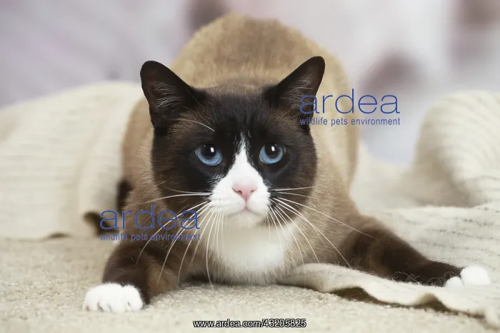 : Snowshoe Cat indoors : Snowshoe Cat indoors