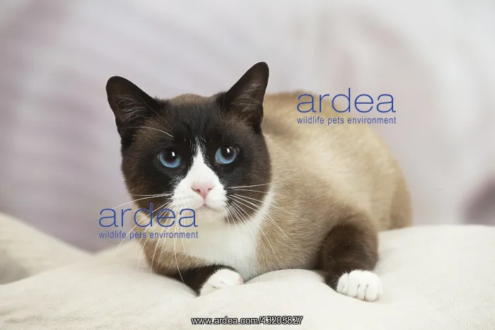 : Snowshoe Cat indoors : Snowshoe Cat indoors