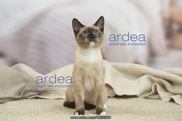 : Snowshoe Cat indoors : Snowshoe Cat indoors