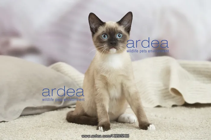 : Snowshoe Cat indoors : Snowshoe Cat indoors