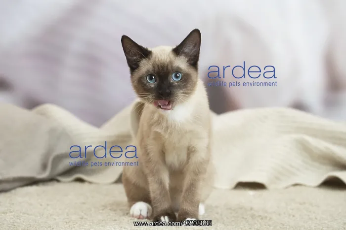  : Snowshoe Cat indoors
