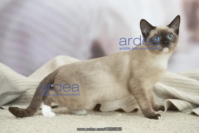  : Snowshoe Cat indoors