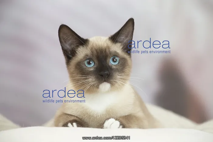 : Snowshoe Cat indoors : Snowshoe Cat indoors