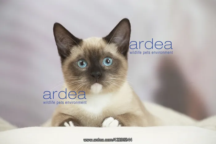 : Snowshoe Cat indoors : Snowshoe Cat indoors