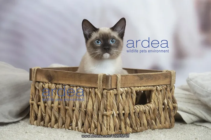 : Snowshoe Cat indoors : Snowshoe Cat indoors
