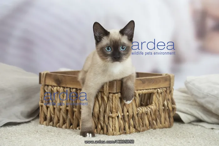 : Snowshoe Cat indoors : Snowshoe Cat indoors