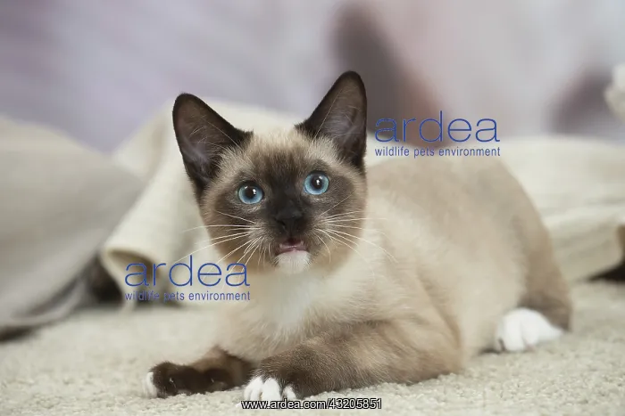 : Snowshoe Cat indoors : Snowshoe Cat indoors