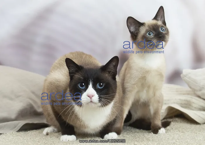 : Snowshoe Cat indoors : Snowshoe Cat indoors