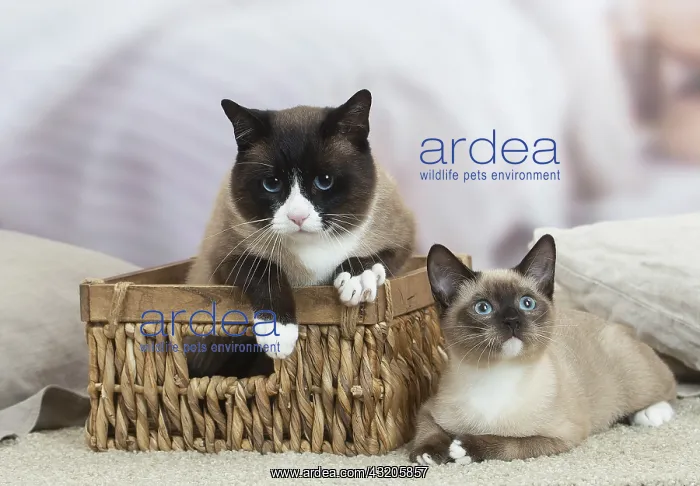: Snowshoe Cat indoors : Snowshoe Cat indoors