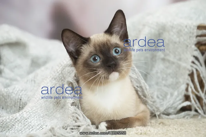: Snowshoe Cat indoors : Snowshoe Cat indoors