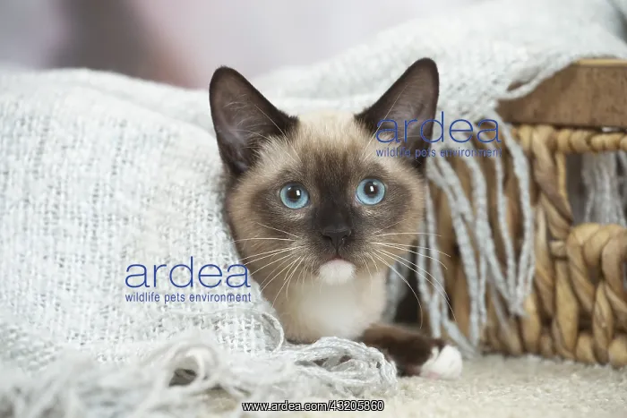 : Snowshoe Cat indoors : Snowshoe Cat indoors