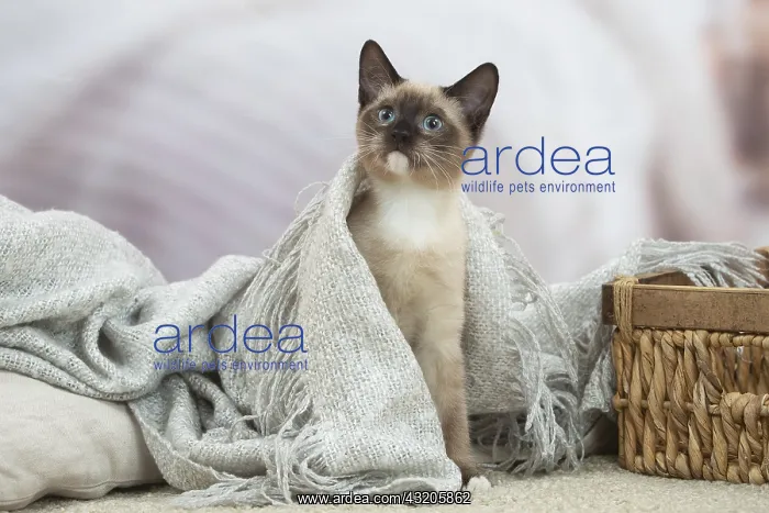: Snowshoe Cat indoors : Snowshoe Cat indoors