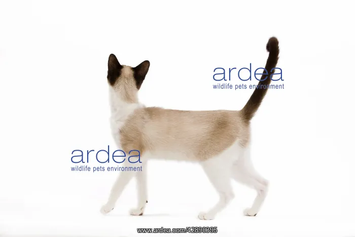  : Snowshoe Cat - sideview in studio