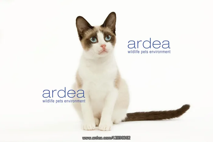  : Snowshoe Cat - sitting in studio