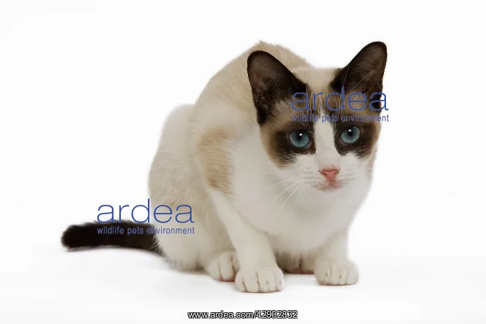  : Snowshoe Cat - in studio
