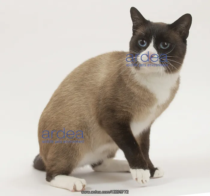 : Snowshoe Cat in the studio : Snowshoe Cat in the studio