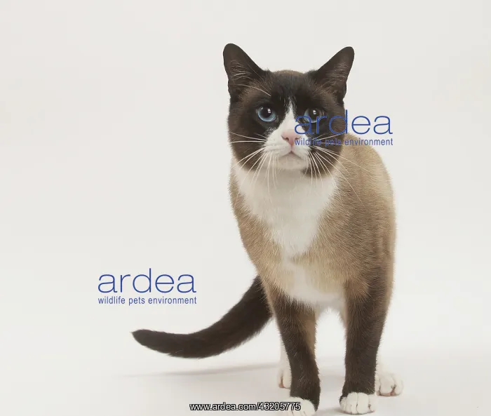 : Snowshoe Cat in the studio : Snowshoe Cat in the studio