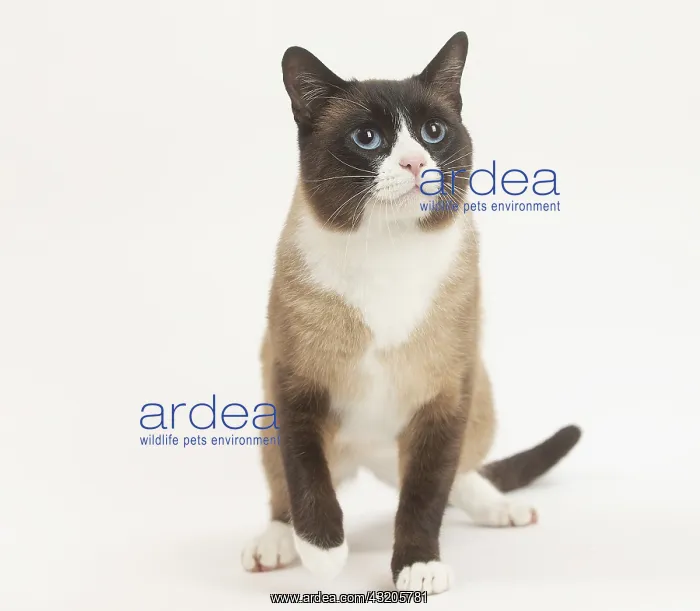 : Snowshoe Cat in the studio : Snowshoe Cat in the studio