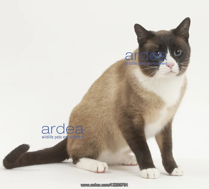 : Snowshoe Cat in the studio : Snowshoe Cat in the studio