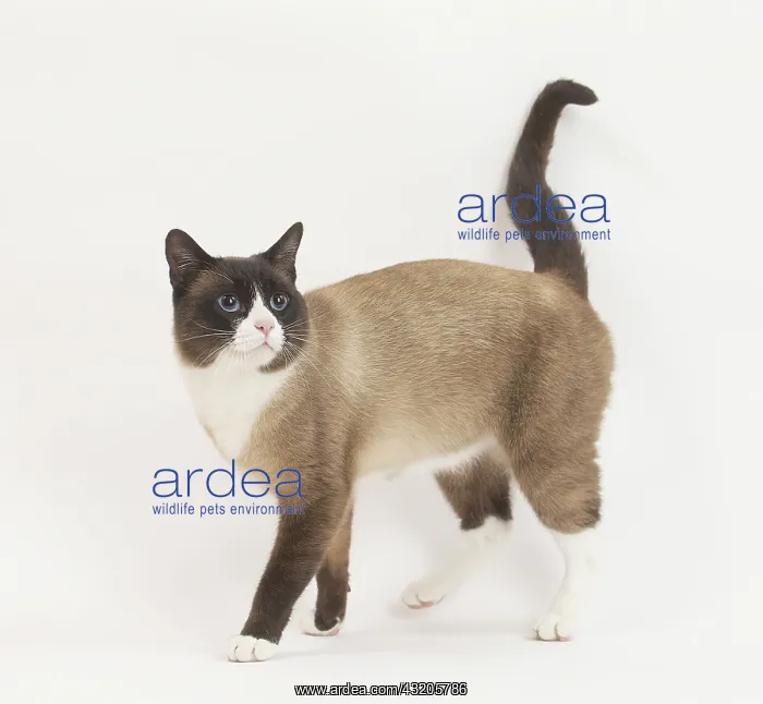 : Snowshoe Cat in the studio : Snowshoe Cat in the studio